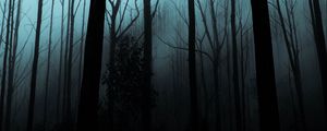 Preview wallpaper forest, fog, trees, gloomy, night