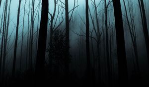 Preview wallpaper forest, fog, trees, gloomy, night