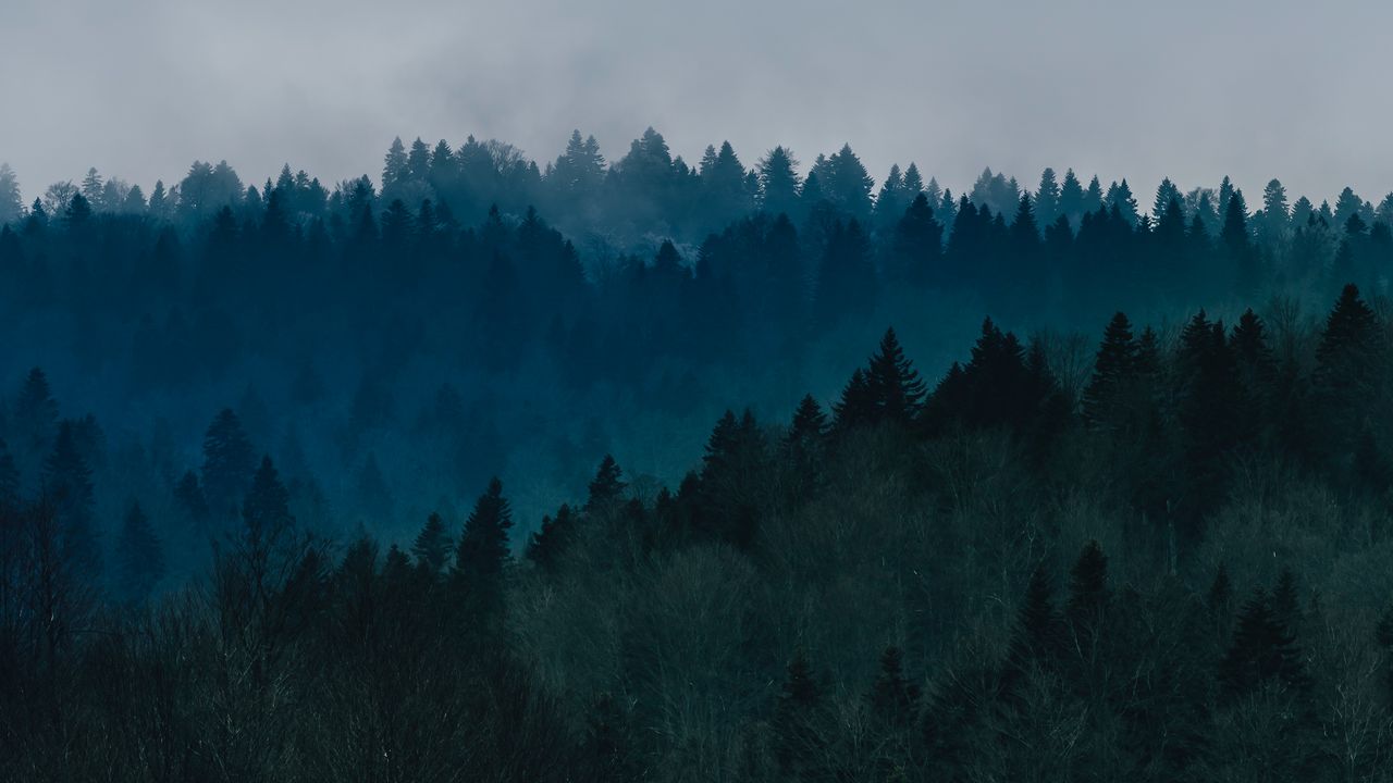 Wallpaper forest, fog, trees, top view, sky