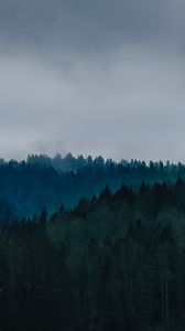 Preview wallpaper forest, fog, trees, top view, sky