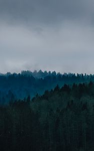 Preview wallpaper forest, fog, trees, top view, sky