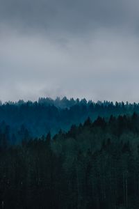 Preview wallpaper forest, fog, trees, top view, sky