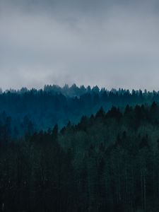 Preview wallpaper forest, fog, trees, top view, sky