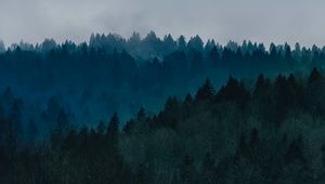 Preview wallpaper forest, fog, trees, top view, sky