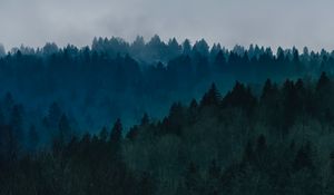 Preview wallpaper forest, fog, trees, top view, sky