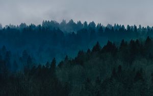 Preview wallpaper forest, fog, trees, top view, sky