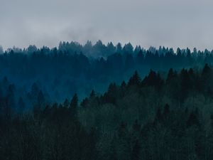 Preview wallpaper forest, fog, trees, top view, sky