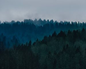 Preview wallpaper forest, fog, trees, top view, sky