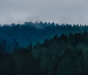 Preview wallpaper forest, fog, trees, top view, sky