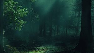 Preview wallpaper forest, fog, trees, shadows, light