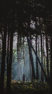 Preview wallpaper forest, fog, trees, sunlight, dawn