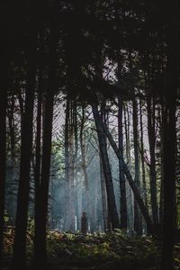 Preview wallpaper forest, fog, trees, sunlight, dawn