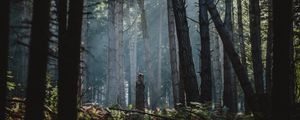 Preview wallpaper forest, fog, trees, sunlight, dawn