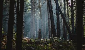 Preview wallpaper forest, fog, trees, sunlight, dawn