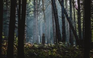 Preview wallpaper forest, fog, trees, sunlight, dawn