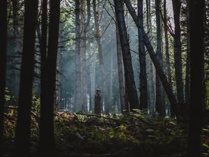 Preview wallpaper forest, fog, trees, sunlight, dawn