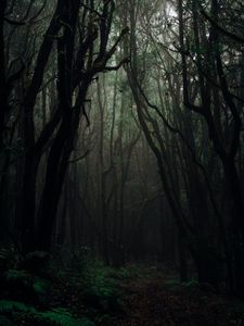Preview wallpaper forest, fog, trees, branches, autumn, dark, gloomy