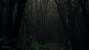 Preview wallpaper forest, fog, trees, branches, autumn, dark, gloomy