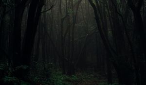 Preview wallpaper forest, fog, trees, branches, autumn, dark, gloomy