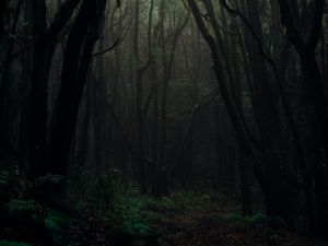 Preview wallpaper forest, fog, trees, branches, autumn, dark, gloomy