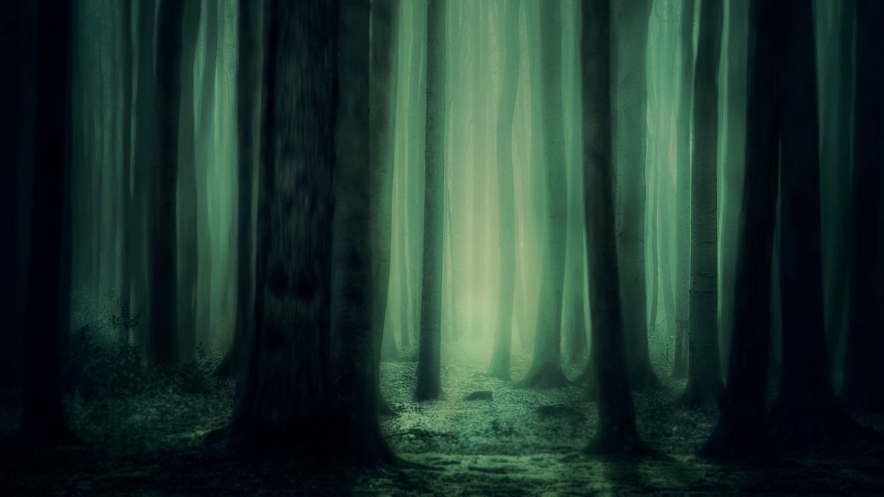 Wallpaper forest, fog, trees, dark, gloomy