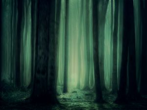 Preview wallpaper forest, fog, trees, dark, gloomy