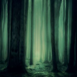 Preview wallpaper forest, fog, trees, dark, gloomy