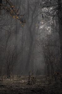 Preview wallpaper forest, fog, trees, branches, autumn
