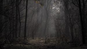 Preview wallpaper forest, fog, trees, branches, autumn