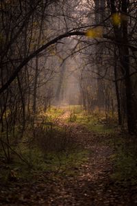 Preview wallpaper forest, fog, trees, branches, path