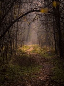 Preview wallpaper forest, fog, trees, branches, path