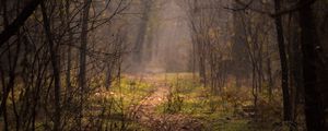 Preview wallpaper forest, fog, trees, branches, path