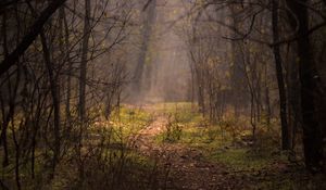 Preview wallpaper forest, fog, trees, branches, path