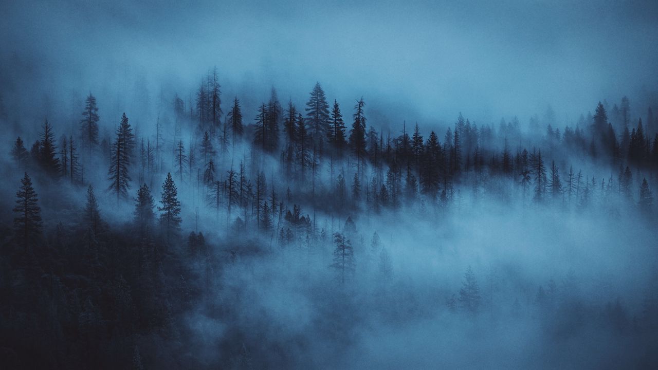 Wallpaper forest, fog, trees, dawn