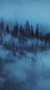 Preview wallpaper forest, fog, trees, dawn