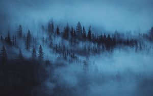 Preview wallpaper forest, fog, trees, dawn