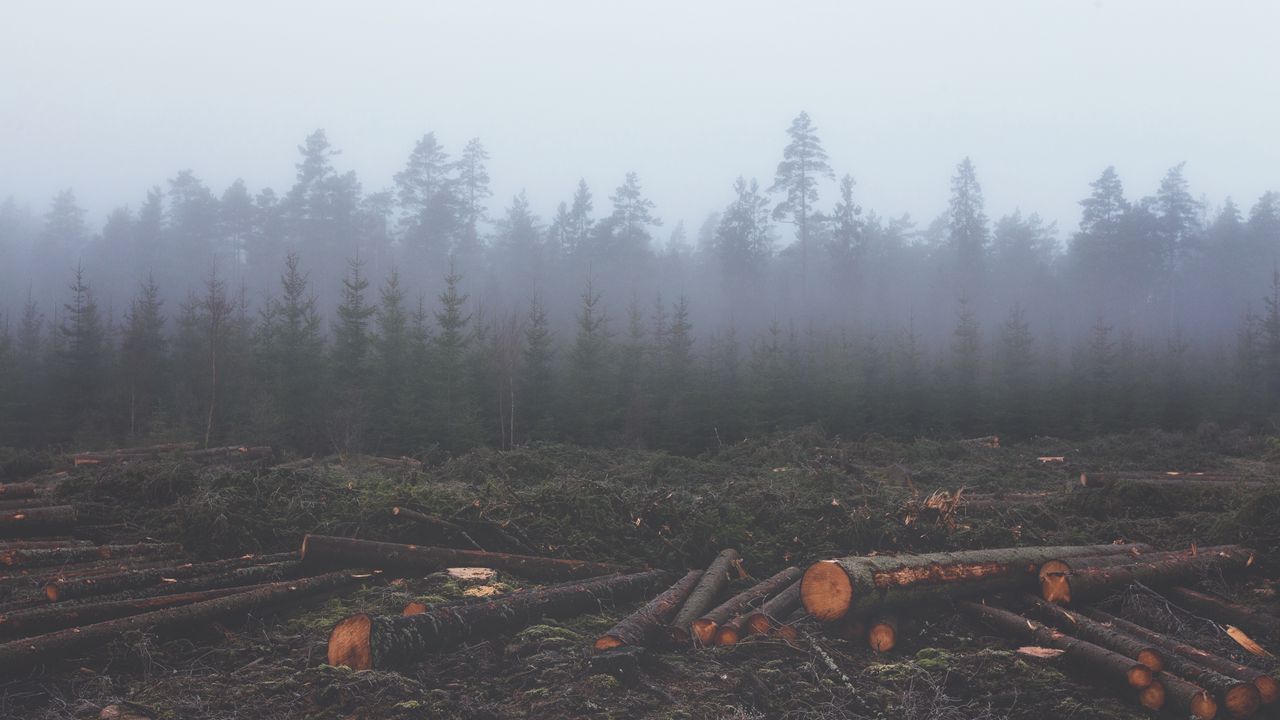 Wallpaper forest, fog, trees, trunks