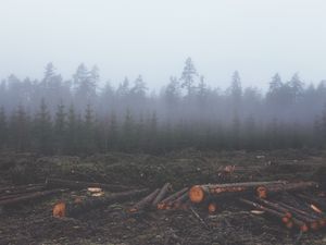 Preview wallpaper forest, fog, trees, trunks