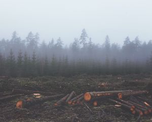 Preview wallpaper forest, fog, trees, trunks