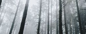 Preview wallpaper forest, fog, trees, grass, vegetation