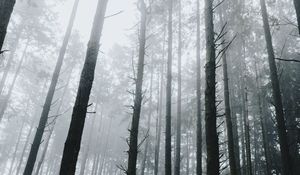 Preview wallpaper forest, fog, trees, grass, vegetation
