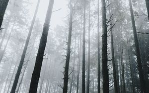 Preview wallpaper forest, fog, trees, grass, vegetation