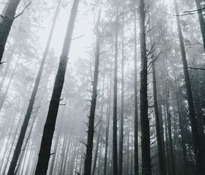 Preview wallpaper forest, fog, trees, grass, vegetation