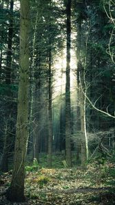 Preview wallpaper forest, fog, trees, trunks, branches