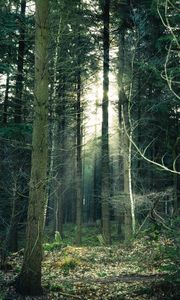 Preview wallpaper forest, fog, trees, trunks, branches