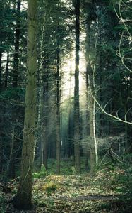 Preview wallpaper forest, fog, trees, trunks, branches