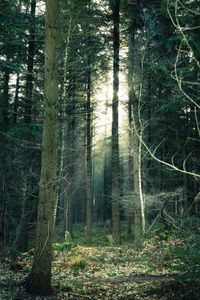 Preview wallpaper forest, fog, trees, trunks, branches