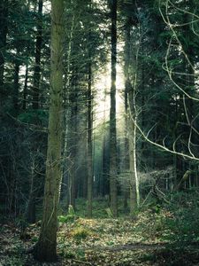 Preview wallpaper forest, fog, trees, trunks, branches