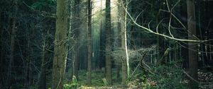 Preview wallpaper forest, fog, trees, trunks, branches
