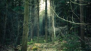 Preview wallpaper forest, fog, trees, trunks, branches